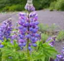 Wild Flowers