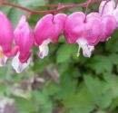Wild Flowers