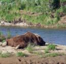 Talkeetna Alaska Fly Fishing Brown Bear Napping