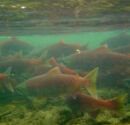Talkeetna Alaska Fly Fishing Sockeye Salmon